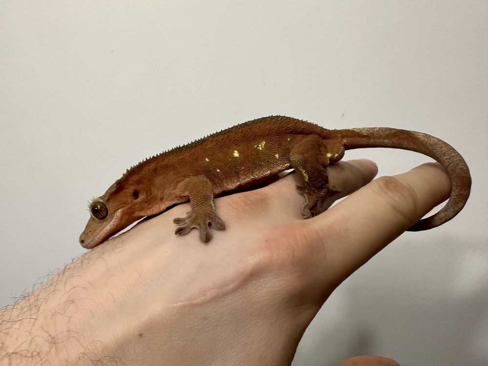 Gekon orzęsiony Red Bicolor+terrarium