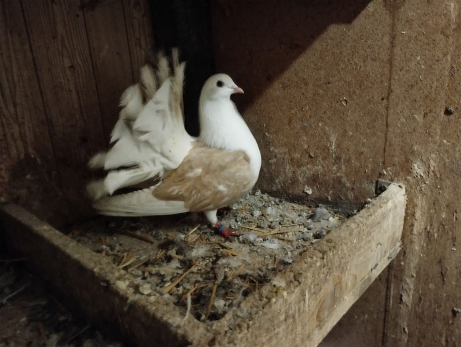 Sprzedam gołębie pawiki tarczowe