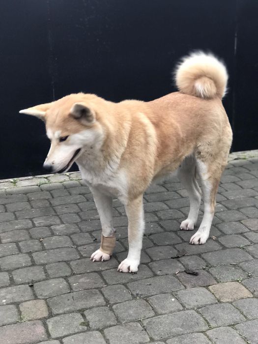 Шукає сімю акіта іну