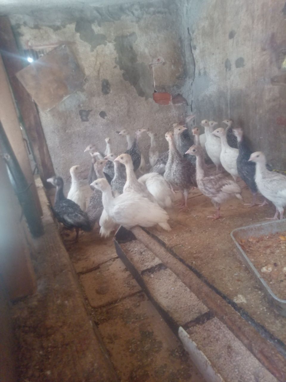 Vende-se Perus caseiros