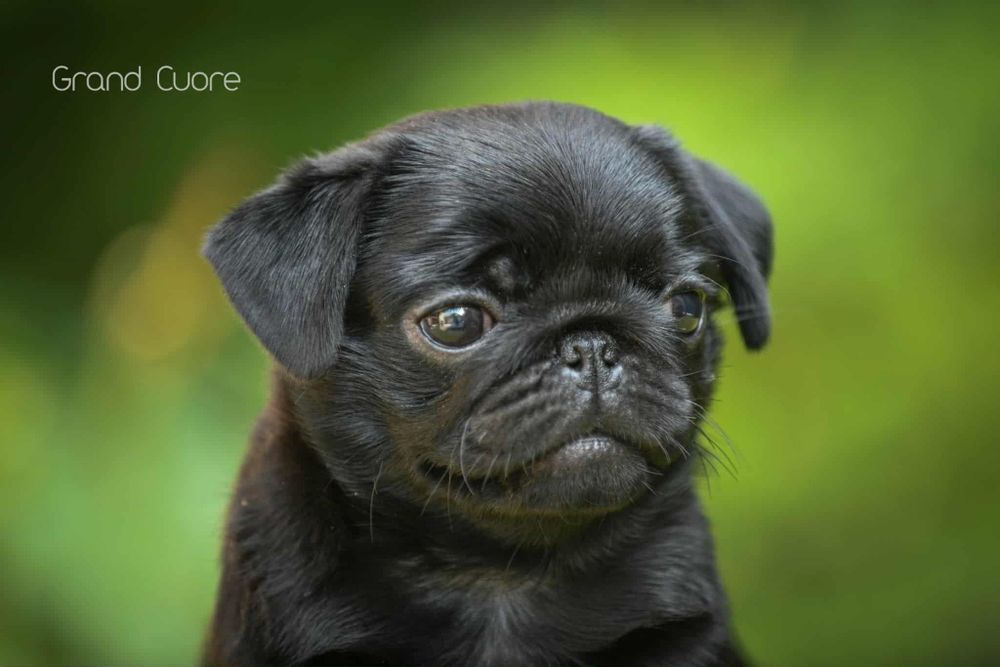 ЩЕНКИ породы МОПС.