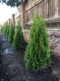 Туя західна Смарагд (Thuja occidentalis Smaragd)