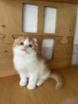 Menino scottish fold