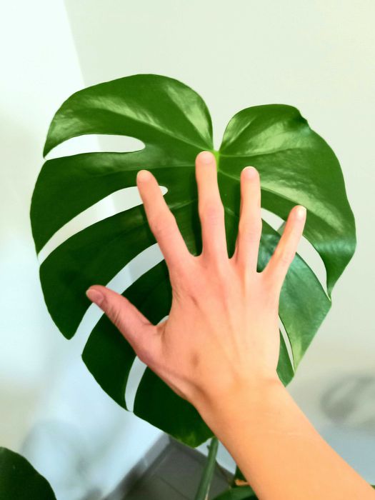Monstera Deliciosa