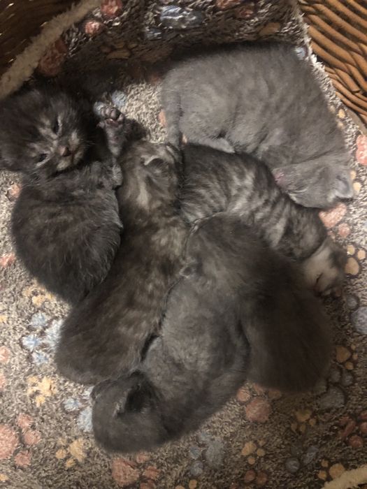 Бронь котики  британці висловухі і прямовухі