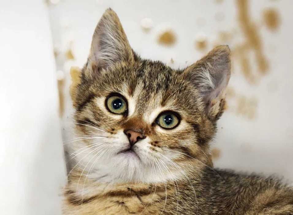 Пуша гарне котеня 2 міс шукає дім