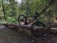 Marin trial bobcat4