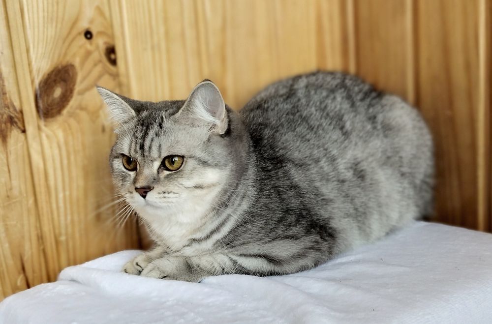 Підрощена дівчина шотландочка