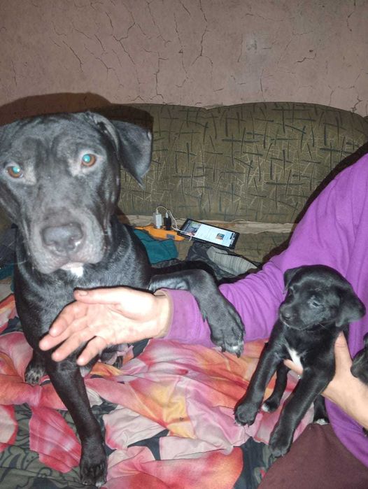 Продам щенков питбуля