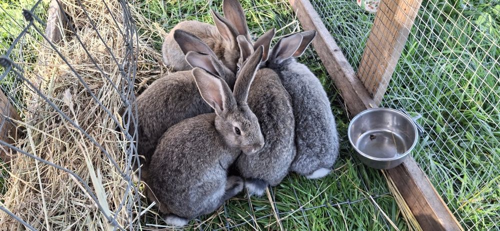Króliki królik do dalszej hodowli