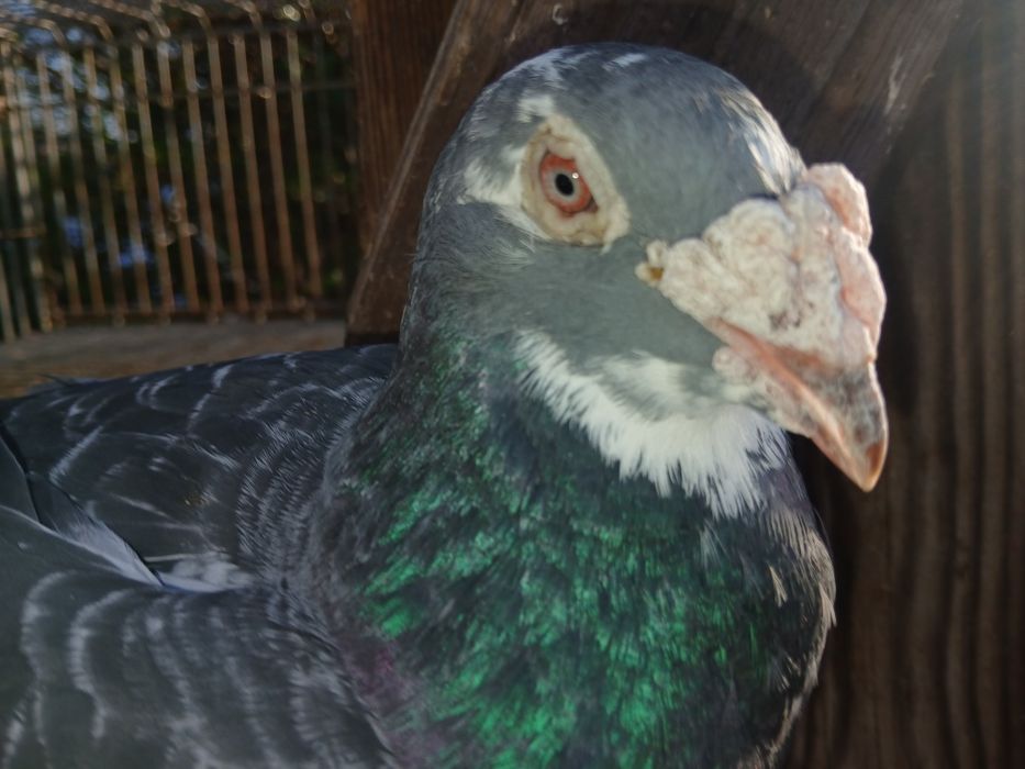 Sprzedam standard samce samice