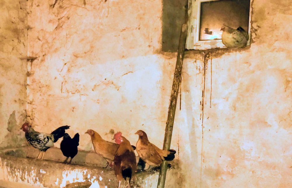 Kury liliputki tegoroczne.