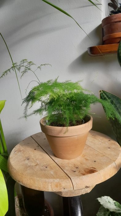 Asparagus, szparag pierzasty