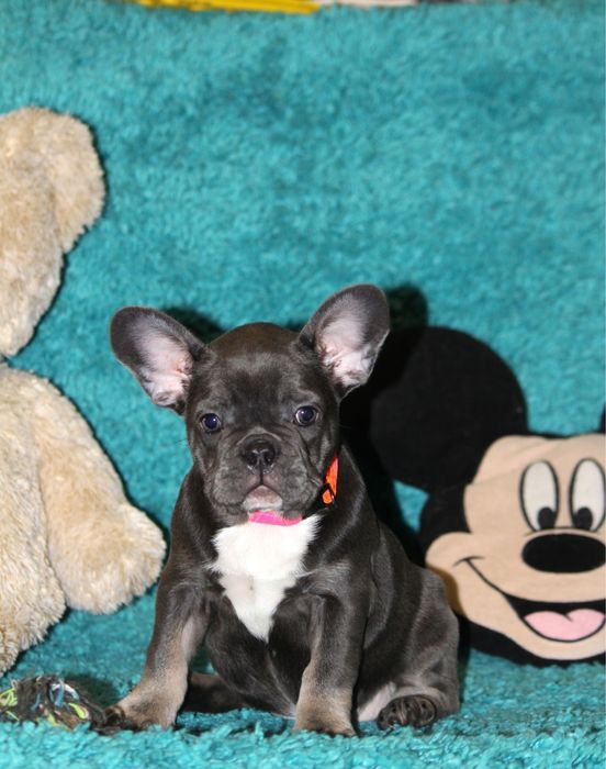 Девочка французкого бульдога