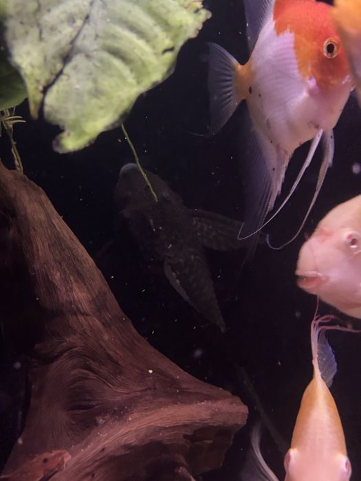 Glonojady plekostomusy 4 sztuki