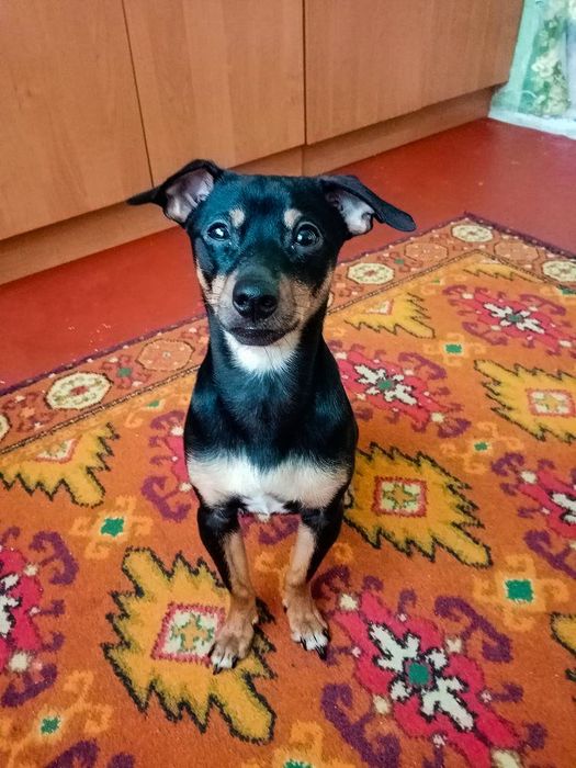 В'язка/Случка тер'єр Зевс