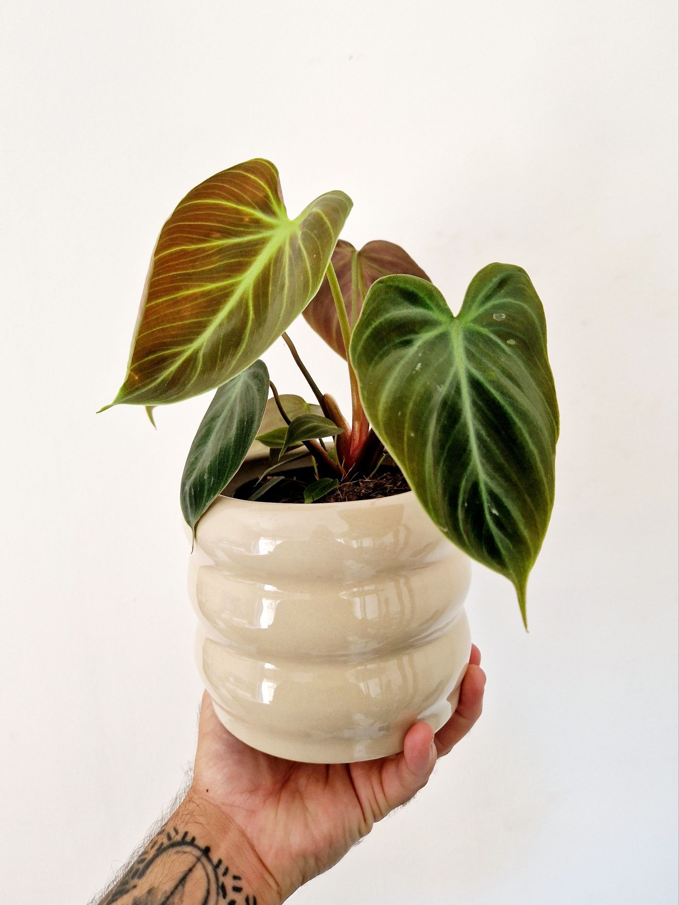 Philodendron El Choco Red