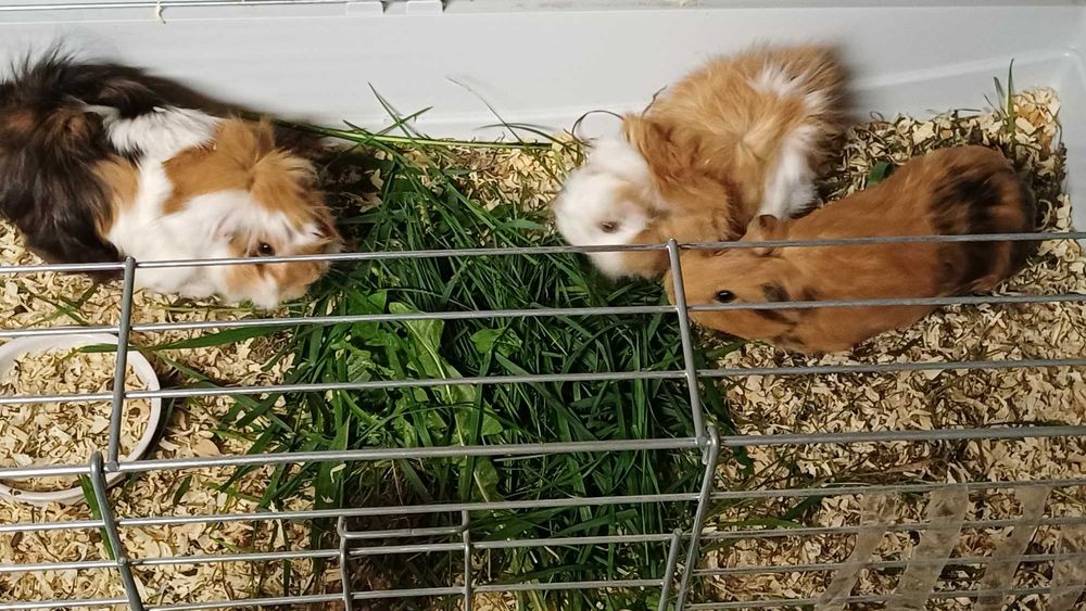 Świnki Morskie Kawie