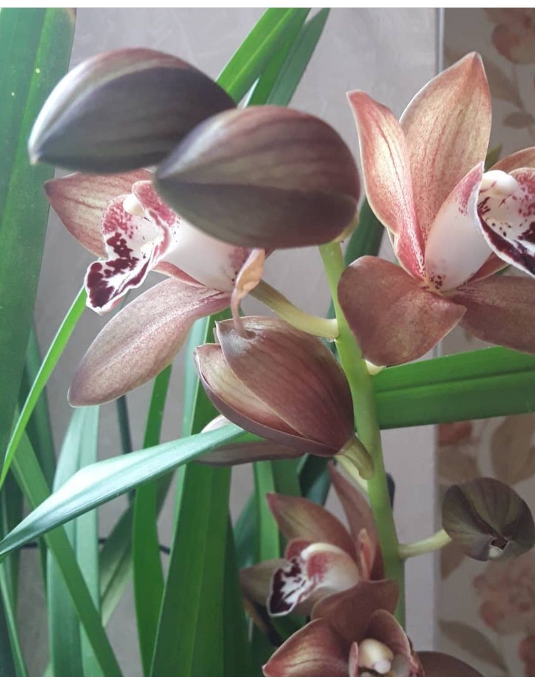 Орхидея, цимбидиум