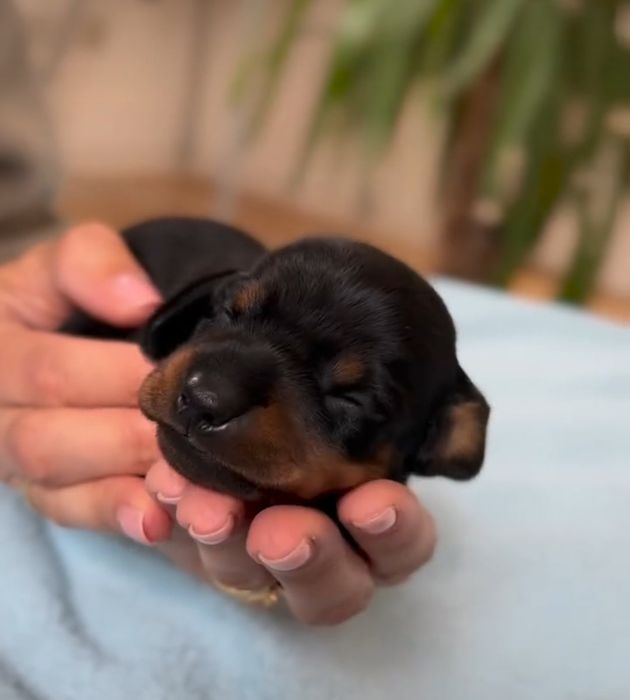 Бронювання чорнопідпалих таксят