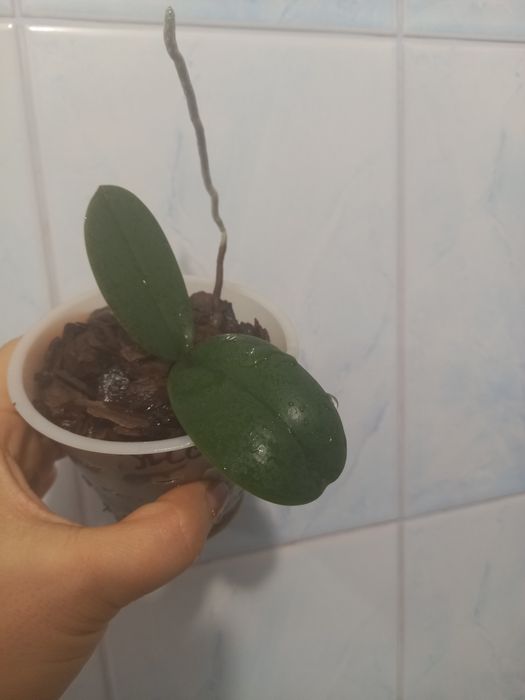 Орхідеї  різні кольори, дітки)