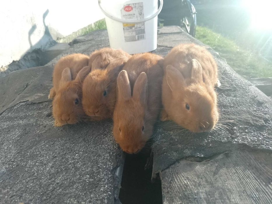 sprzedam młode króliki nowozelandzkie