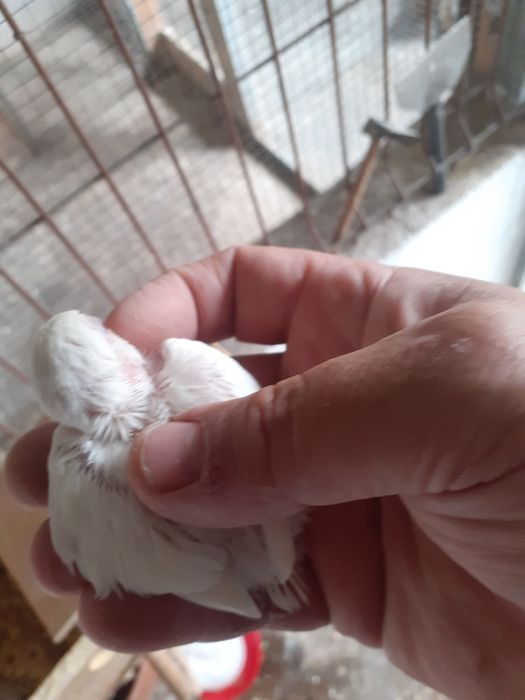 Rossicolis para criar a mão