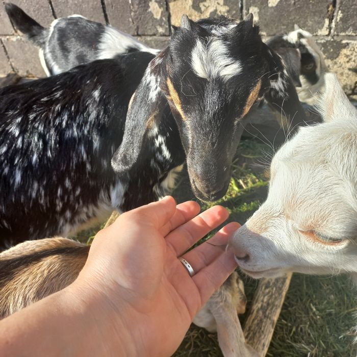 Шукають домівку англонубійські кози , козенята та цапи