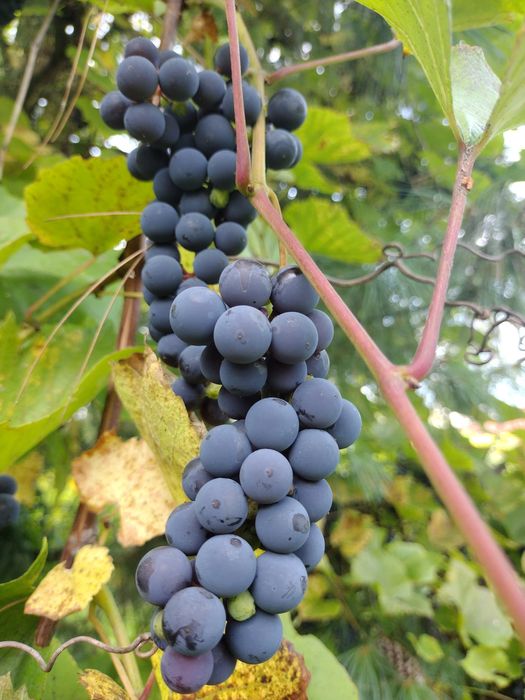 Winogrono   sadzonki