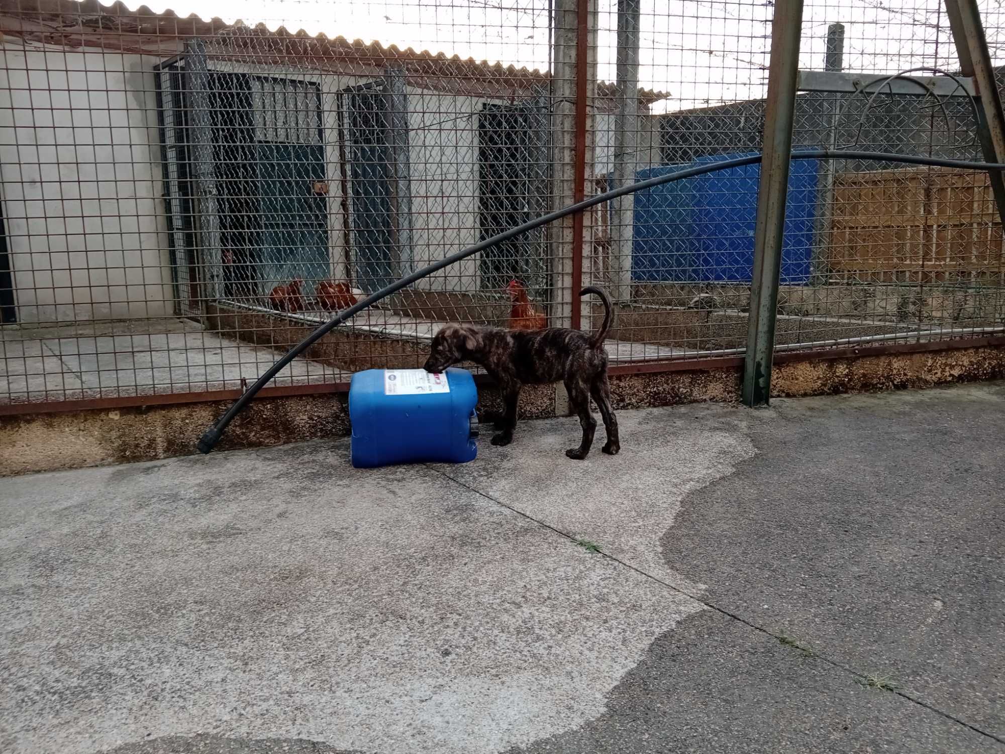 Cachorros castro laboreiro