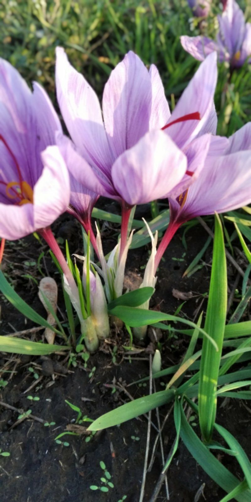 Шафран спеція, crocus sativus та цибулинки