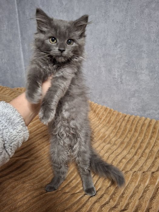 Віддам кошеня в добрі руки