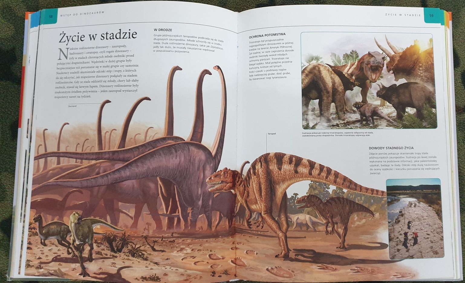 Dinozaury - Encyklopedia 142 dinozaurów