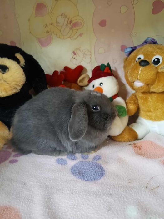 Króliki mini loop miniaturki