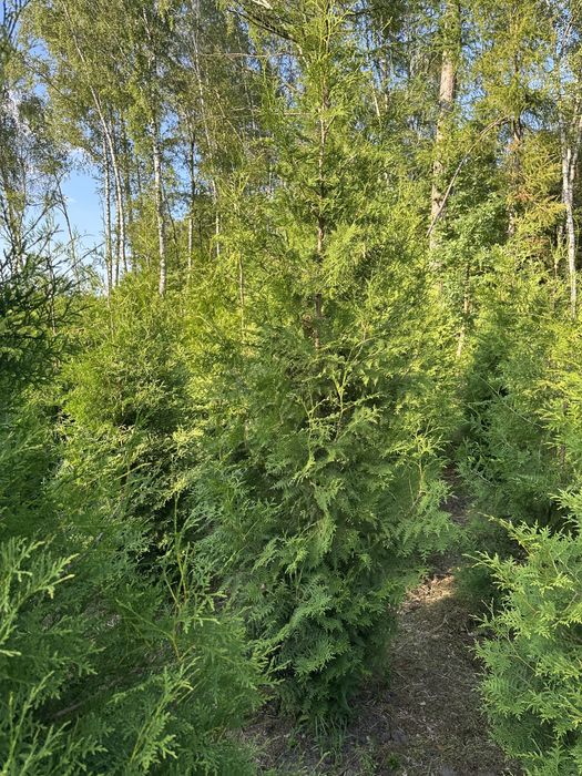 Thuja Brabant Tuja 2-3m Transport Sadzenie