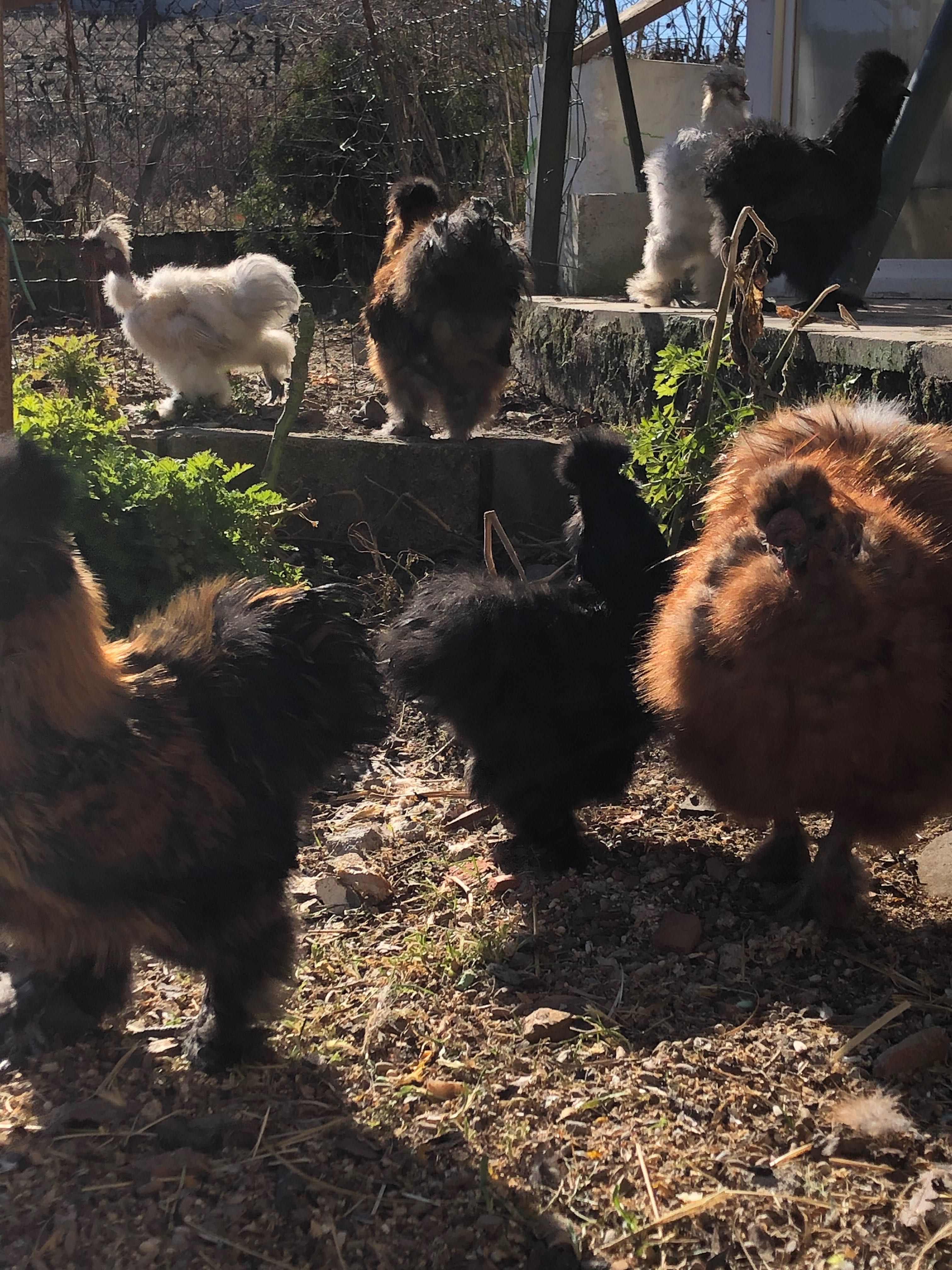 Ovos férteis galinhas Sedosas do Japão