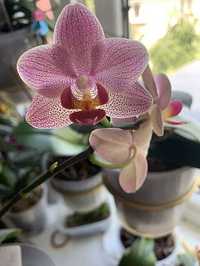 Орхидея подросток азиат Penny Lane цветет