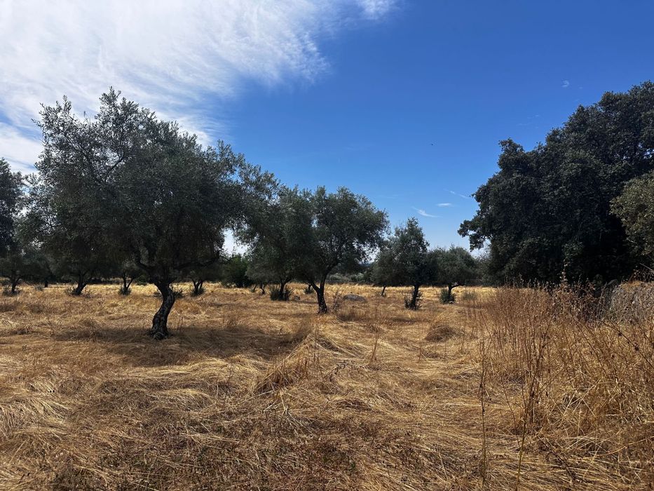 Terreno Rústico 2.132ha Zebreira para Agricultura e Criação de Gado