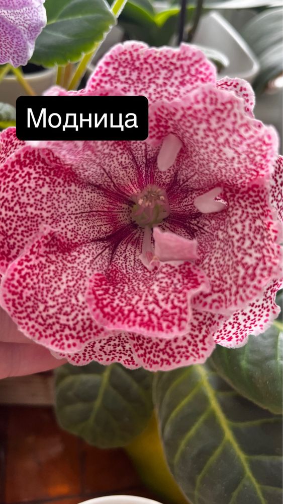 Глоксінія продам!Акція‼️Розпродаж‼️