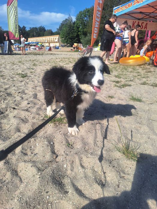 Border collie szczeniak gotowy do odbioru szuka domu