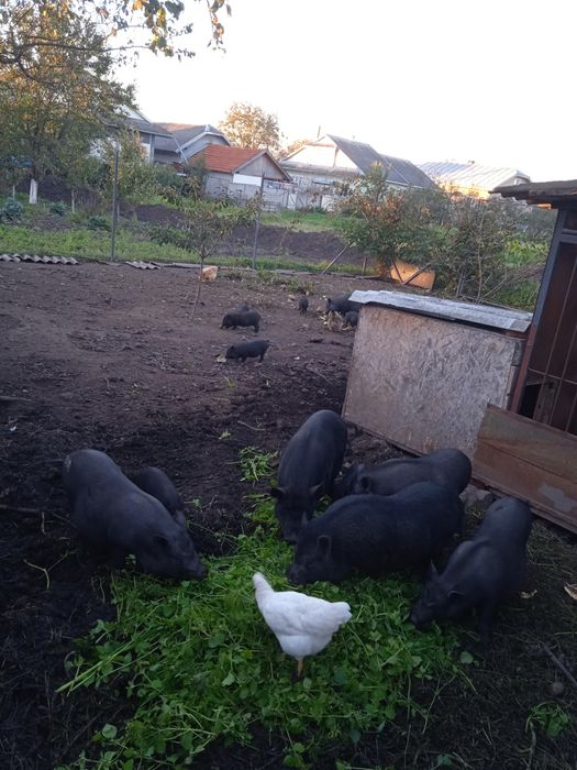 В продажі вєтнамскі поросята місячні