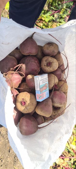 Продам  Буряк водан дуже смачний оптом