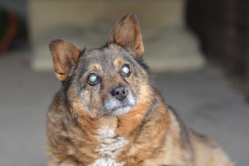 Mikser – niewidomy senior z ogromnym sercem szuka domu