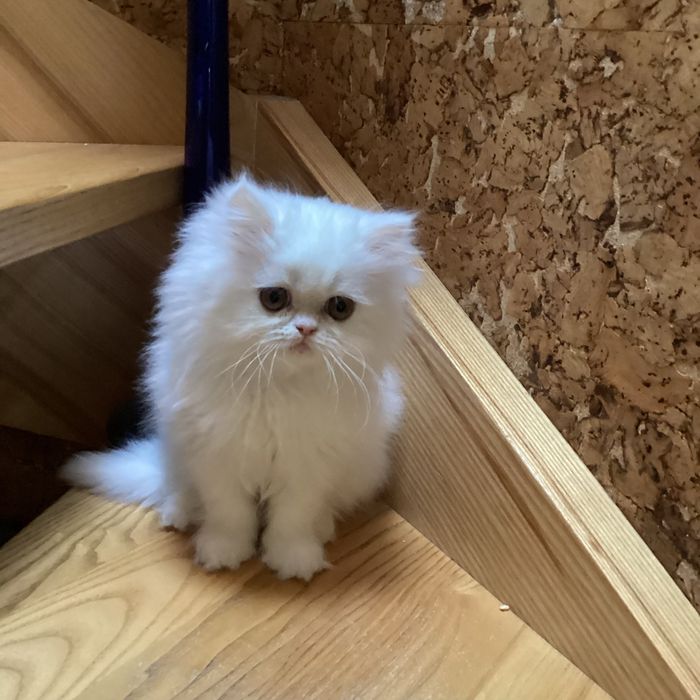 Pers milusia koteczka biała