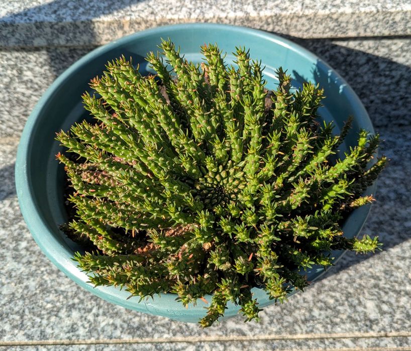 Plantas , catos, suculentas, protea, leucadendro