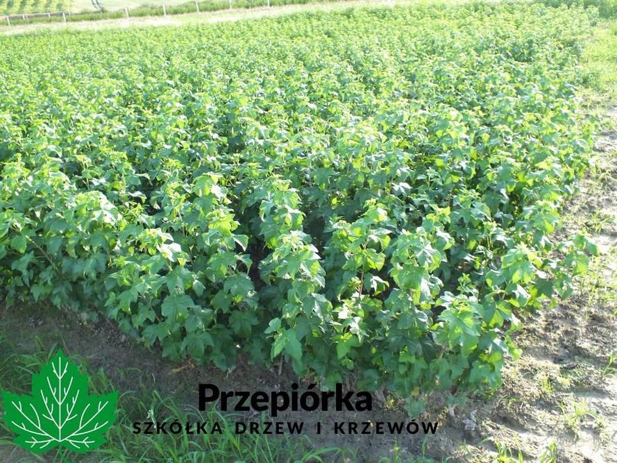 Sadzonki porzeczki czarnej TISEL® ORES® GOFERT®  2025 (licencja)