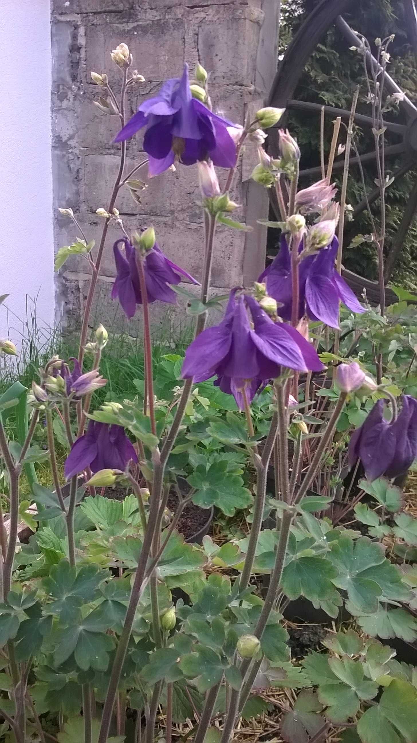 malina ,jeżyna ,hosta ,orlik