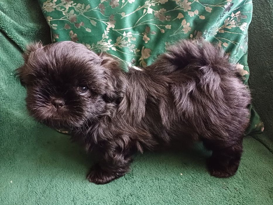 Shih tzu czarny piesek, gen blue
