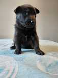 Owczarek belgijski malinois