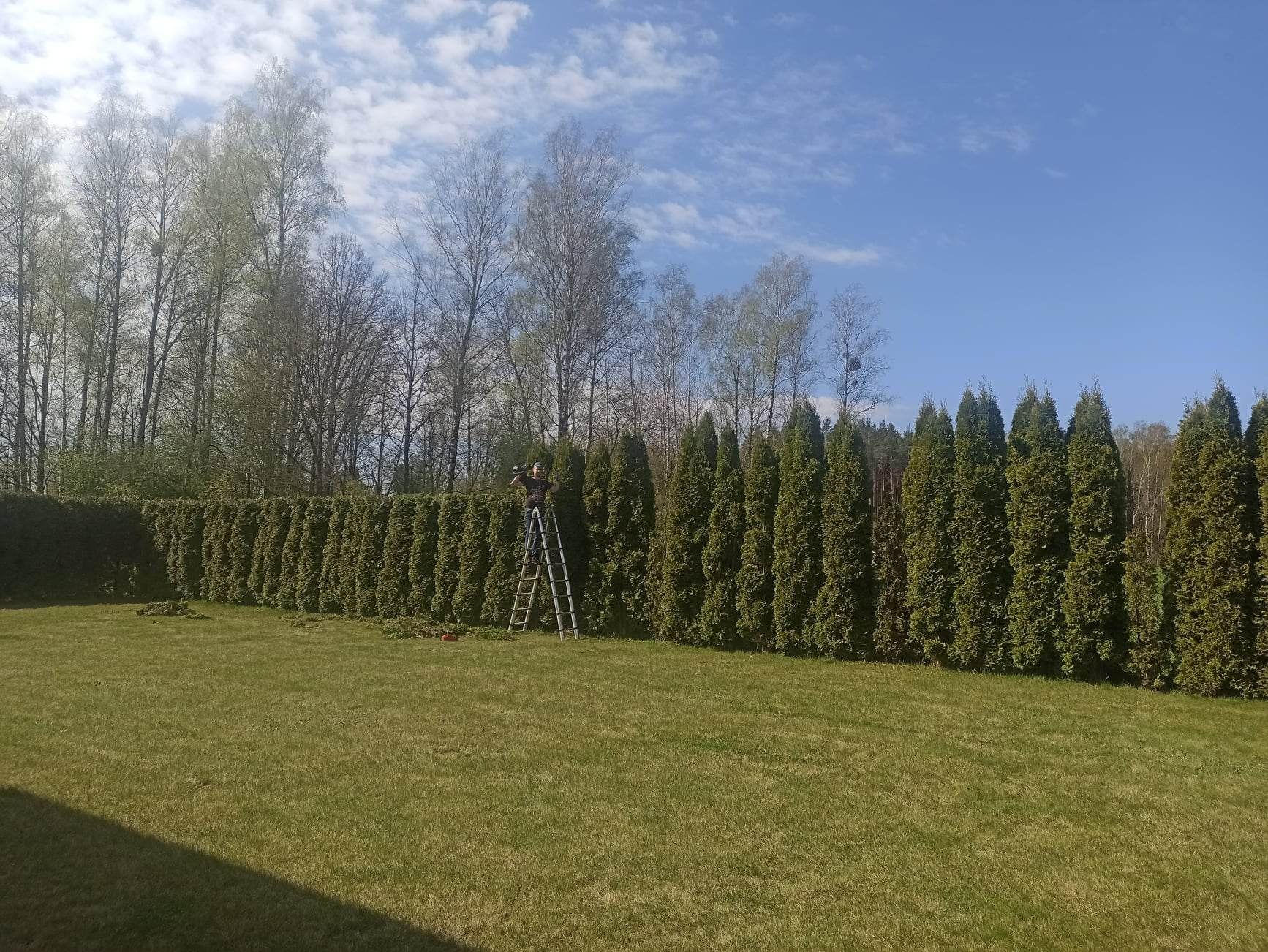 Wertykulacja trawnika, przycinka drzew żywopłotów tui